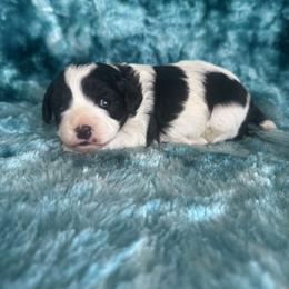 Highland - Black and white female Cavapoo puppy in Knoxville, Tennessee from Rocky Top Cavapoos