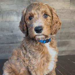 Asher - Red  male Goldendoodle puppy in Milan, Tennessee from Twin Oak Goldendoodles