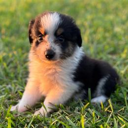 Thacker - Black tri male Toy Australian Shepherd puppy in Ambrose, Georgia from Brandilyn's Aussies