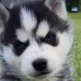 Siberian Huskies from House of the Huskies