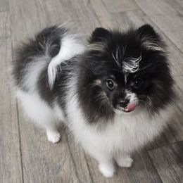 Astrid - Pomeranian