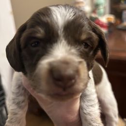 Boy 1 - Piebald male Dachshund puppy in Dobson, North Carolina from Oakleys Dachshund Haven