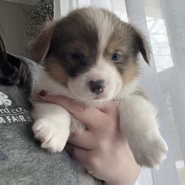 American Corgi and Pembroke Welsh Corgi Puppies from Folly Acres Corgis