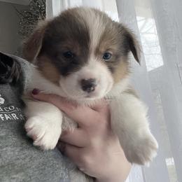 American Corgi and Pembroke Welsh Corgi Puppies from Folly Acres Corgis