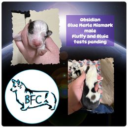 Obsidian - Blue merle and white American Corgi puppy in Stilwell, Oklahoma from Barton Farms Corgis