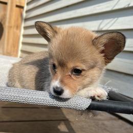 Pembroke Welsh Corgi Puppies from Newlands Insane Danes and Corgis