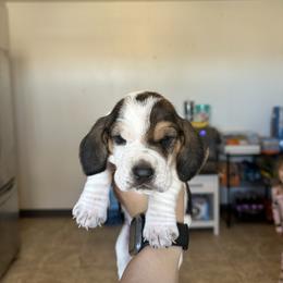 Boy 4 - Black brown and white male Basset Hound puppy in Las Animas, Colorado from J&D Dachsies
