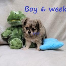 LC Black dappled fawn - Fawn male Chihuahua puppy in Medina, Ohio from T Tiny Treasures
