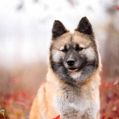 Yasmin - Nenets Herding Laika