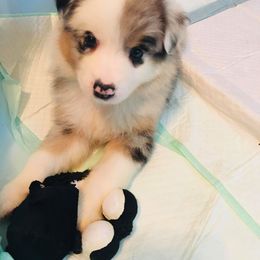 Australian Shepherd and German Shepherd Puppies from REINVENTED.KENNELS