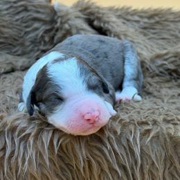 Ally - Blue merle female Sheepadoodle puppy in Willacoochee, Georgia from Kitandkboodle's Doodles
