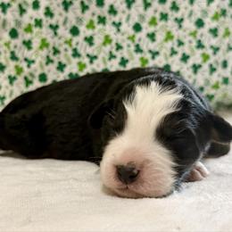 Sirius - Black tri-color male Australian Shepherd puppy in Red Springs, North Carolina from Julia Rose Ranch