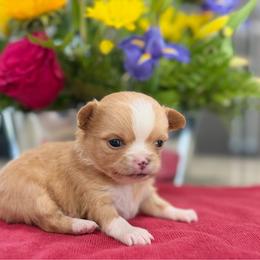 Brock - Red and white male Chihuahua puppy in Harrison, Michigan from Cloud9 Chihuahuas