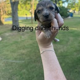 Lincoln - Dapple male Dachshund puppy in Denison, Texas from Digging Dachshunds