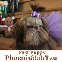 Shih Tzu Puppies from Phoenix Shih Tzu