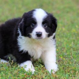 Reese - Blue tri male Toy Australian Shepherd puppy in Bauxite, Arkansas from J and B Mini Aussies