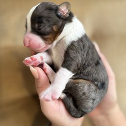 7 - Merle male Bernedoodle puppy in Huntington Beach, California from The Canine Society