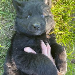 Puma Yellow black female - Black female German Shepherd puppy in Herrick, South Dakota from Dakota Shepherds Kennels