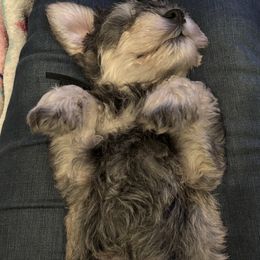 Miniature Schnauzer Puppies from Skagit Valley Schnauzers