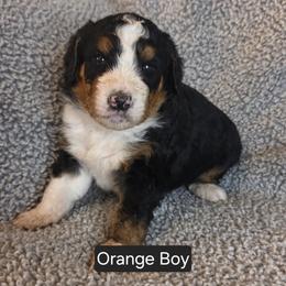 Orange Boy - Tri-color male Bernedoodle puppy in Brea, California from River Doodles
