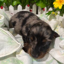 Boy 1 - Dapple male Dachshund puppy in Belfair, Washington from Devoted Doxies, Lorraine’s Yorkies