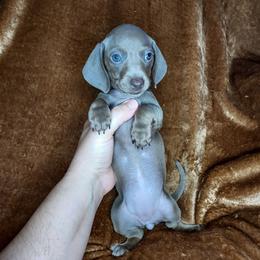 HEATHER - Fawn (isabella) and tan female Dachshund puppy in Swink, Oklahoma from Palali Farm
