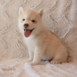 Winona - Red and white female Siberian Husky puppy in Madera, Wyoming from Anastasia Siberians