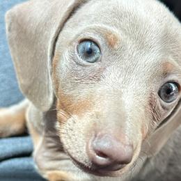 Dachshunds from Bravo Dachshunds