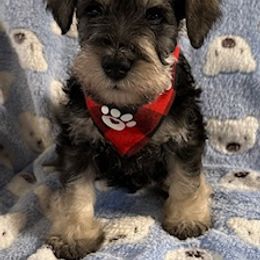 Miniature Schnauzer puppies from Casablanca Miniature Schnauzers