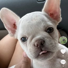 French Bulldog and Labrador Retriever Puppies from Desiree Ortiz's French Bull Dogs and Labrador Retrievers