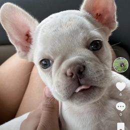 French Bulldog and Labrador Retriever Puppies from Desiree Ortiz's French Bull Dogs and Labrador Retrievers