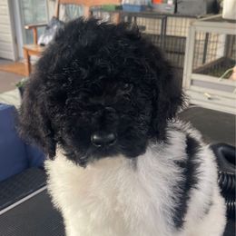 Little Johnny - Parti Poodle puppy in Mulberry, Florida from We Have Parti Standards
