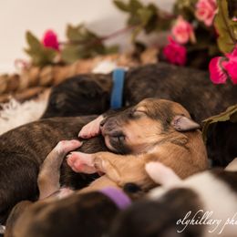Silken Windhound Puppies from Amethyst Silken Windhounds