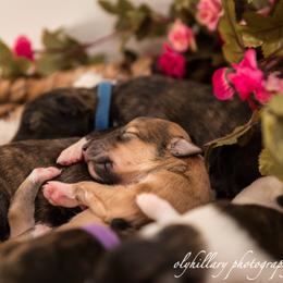 Silken Windhound Puppies from Amethyst Silken Windhounds