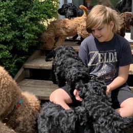 Australian Cobberdogs from Lively Acres Cobberdogs