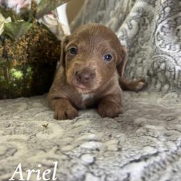 Ariel - Fawn (isabella) and tan female Dachshund puppy in Aiken, South Carolina from State Eight Dachshunds