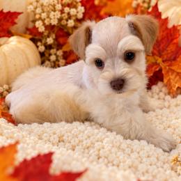 Wheaten Male - Wheaten male Miniature Schnauzer puppy in San Augustine, Texas from My Little Schnauzer Pals