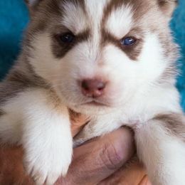Siberian Husky Puppies from Sassenach Siberians