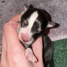 Boy 1 - Shetland Sheepdog puppy from Retter Ridge