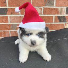 Kristoff - Blue male Pomsky puppy in Henderson, Kentucky from Paris Pomskies
