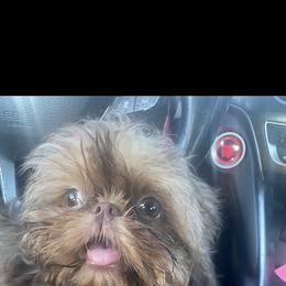 Sincere - Shih Tzu