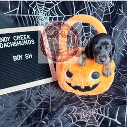 Liam - Black and tan male Dachshund puppy in Rosanky, Texas from Sandy Creek Miniature Dachshunds