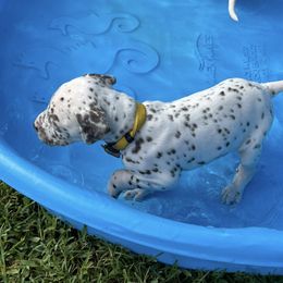 Dalmatian Puppies from Louisiana Roux Dalmatians