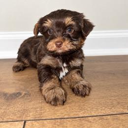 FERRERO - Liver male Yorkshire Terrier puppy in Smryna, Georgia from Owensons’ Kennel