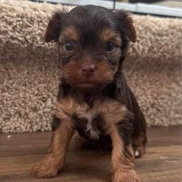 Sadie - Chocolate and tan female Yorkshire Terrier puppy in Knoxville, Tennessee from Rainbow Bliss Yorkies