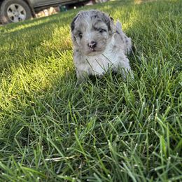 Devon - Gray male Poodle puppy in Manassa, Colorado from Cami’s Colorado Cuties