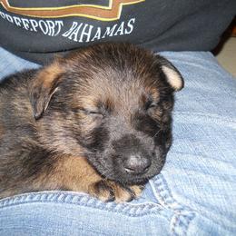 German Shepherd Puppies from Tatum Kennels