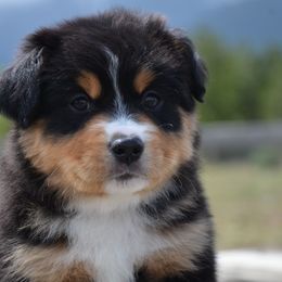 BTM-1 - Black tri male Miniature American Shepherd puppy in Baker City, Oregon from Back Country Aussies