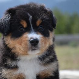 BTM-1 - Black tri male Miniature American Shepherd puppy in Baker City, Oregon from Back Country Aussies
