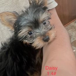 Yorkshire Terrier Puppies from Marvelus Yorkies